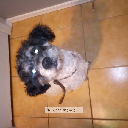Photo 1/1 Reunited dog Found in Goodyear