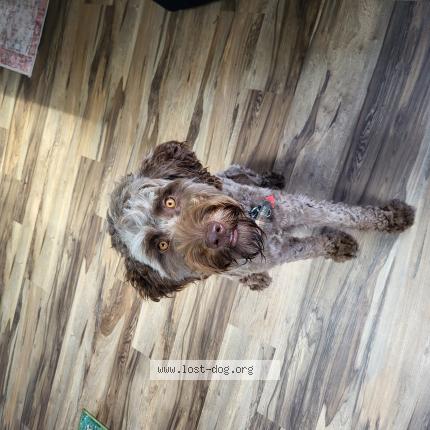 Photo 1/1 Reunited dog Lost in La Center