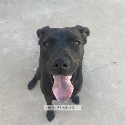 Photo 1/1 Reunited dog Lost in Glendale