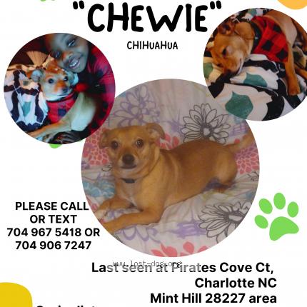 Picture of dog lost at Charlotte