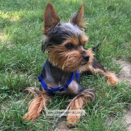 Photo 1/1 Dog reunited Lost in Saint germain en laye