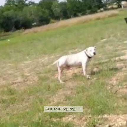 Photo 1/1 Reunited dog Found in San Marcos