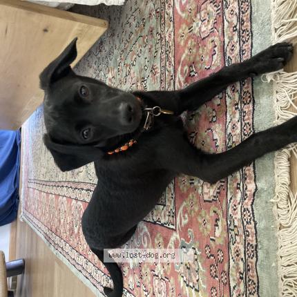 Photo 1/1 Reunited dog Lost in Bend