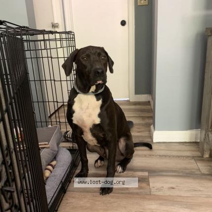 Photo 1/1 Reunited dog Lost in Gansevoort