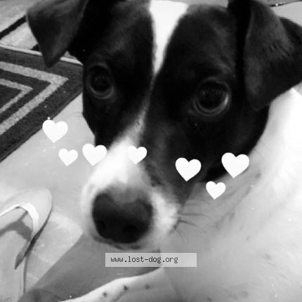 Photo 1/1 Reunited dog Lost in Oakhurst