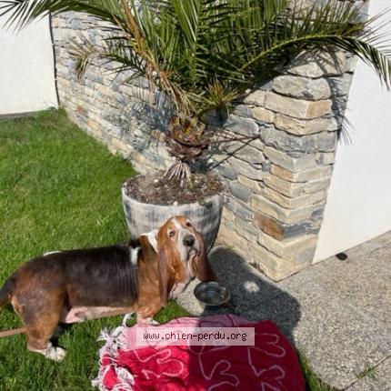Foto eines verlorenen Hundes in Mollens