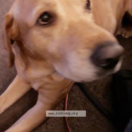 Photo 1/1 Reunited dog Lost in Warren