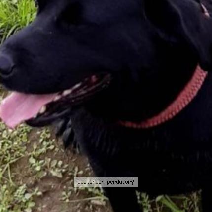 Foto 1/1 Hond teruggevonden Vermist in Wiers