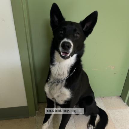 Photo 1/1 Reunited dog Lost in Fort Wainwright