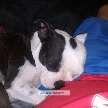 Photo 1/1 Reunited dog Lost in Fort Worth