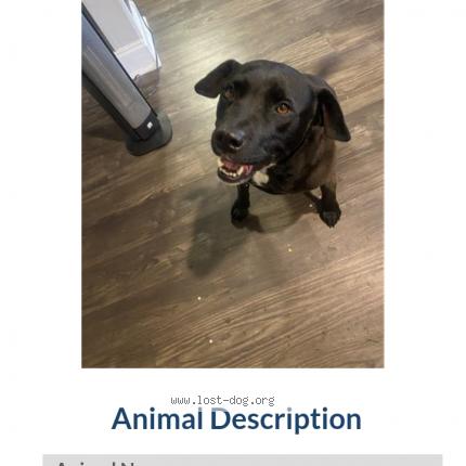 Photo 1/1 Reunited dog Lost in Greenville