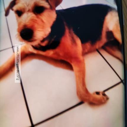 Photo 1/1 Elsie Chien lost in Nohanent