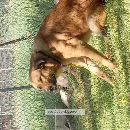 Picture of dog found at Spokane Hand