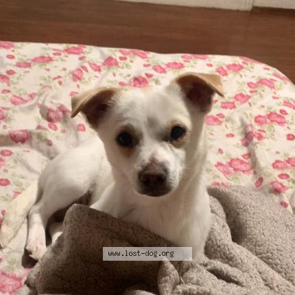 Picture of dog lost at Elmer