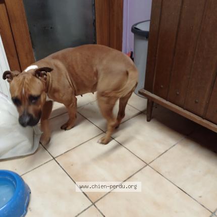 Foto 1/1 Hond teruggevonden Gevonden in Ressaix