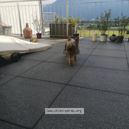 Foto 1/1 Wiedergefundener Hund Gefunden in Yvorne
