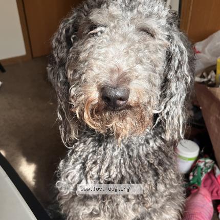 Picture of dog lost at Detroit