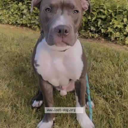 Photo 1/1 Reunited dog Lost in El Cajon