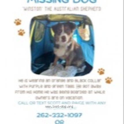 Photo 1/1 Reunited dog Lost in Shorewood