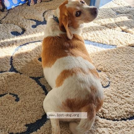 Photo 1/1 Reunited dog Lost in Lexington