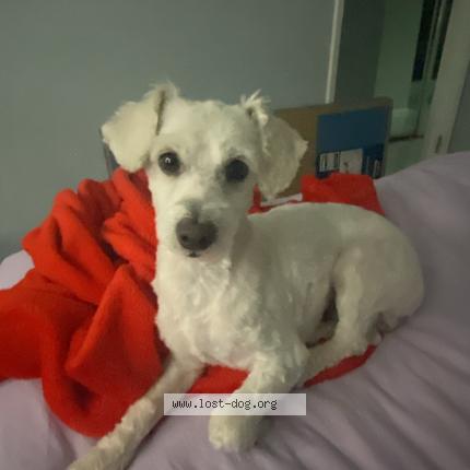 Picture of dog lost at Victorville