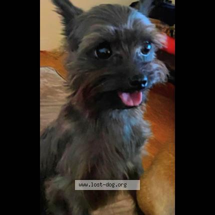 Photo 1/1 Reunited dog Lost in Charlotte