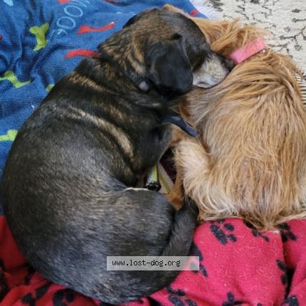Photo 1/1 Reunited dog Lost in San Jose
