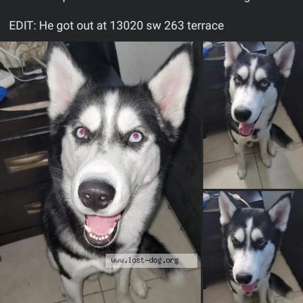 Photo 1/1 Reunited dog Lost in Homestead
