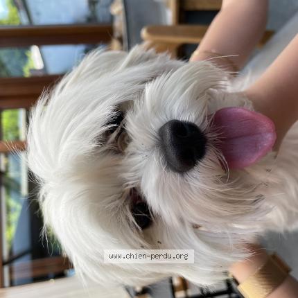 Foto 1/1 Hond teruggevonden Gevonden in Trazegnies