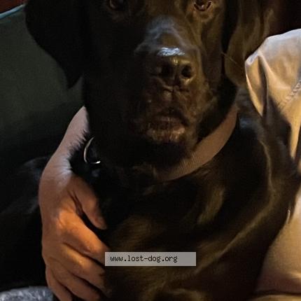 Photo 1/1 Reunited dog Found in Whitehall