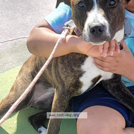 Photo 1/1 Reunited dog Lost in Mocksville