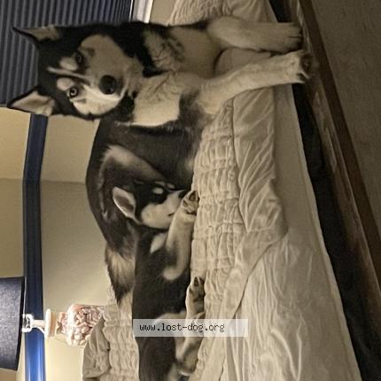 Photo 1/1 Reunited dog Lost in Morrow