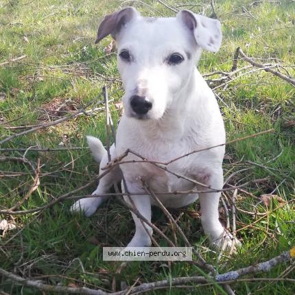 Foto eines verlorenen Hundes in Saint Blaise