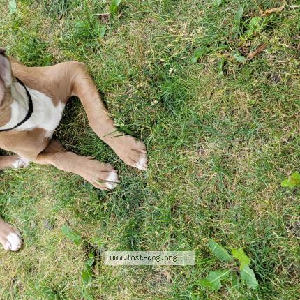 Photo 1/1 Reunited dog Found in Romeoville
