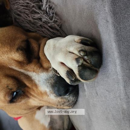 Photo 1/1 Reunited dog Found in Charleston
