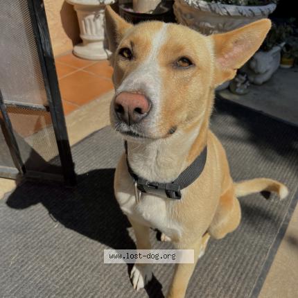 Photo 1/1 Reunited dog Lost in San Marcos