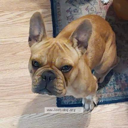 Picture of dog lost at Cabot