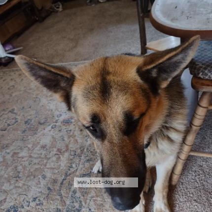 Picture of dog lost at Princeton