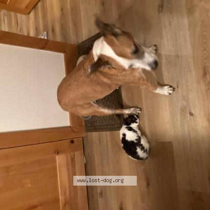 Photo 1/1 Reunited dog Lost in Truckee