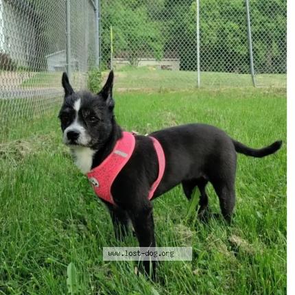 Photo 1/1 Reunited dog Lost in Eau Claire