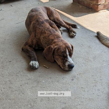 Photo 1/1 Reunited dog Lost in Osborn
