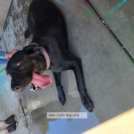 Photo 1/1 Reunited dog Found in Tremonton