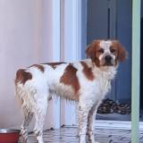Picture of dog found at Istres
