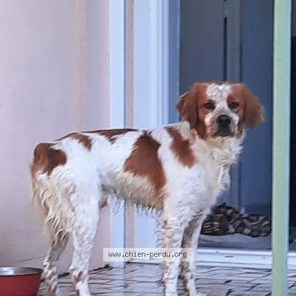 Photo 1/1 Dog reunited Found in Istres