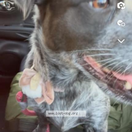Picture of dog lost at Lakewood