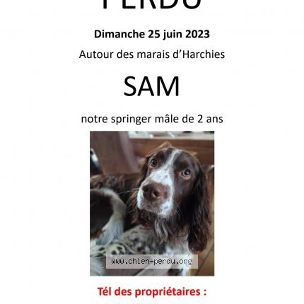 Foto 1/1 Hond teruggevonden Vermist in Bernissart