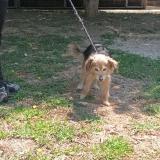 Picture of dog found at La Seyne Sur Mer