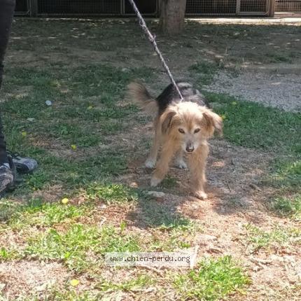 Photo 1/1 Dog reunited Found in La seyne sur mer