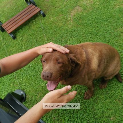Foto 1/1 Hond teruggevonden Gevonden in Heure Le Romain
