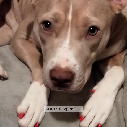 Photo 1/1 Reunited dog Lost in St Louis